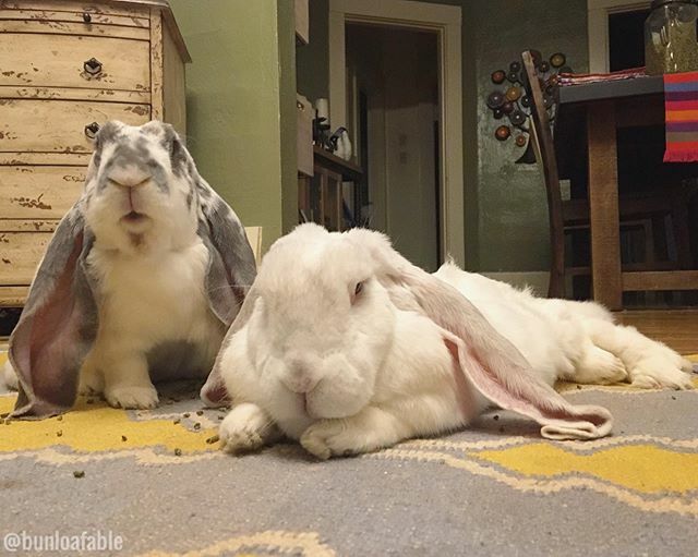 Bunloafable tweet media