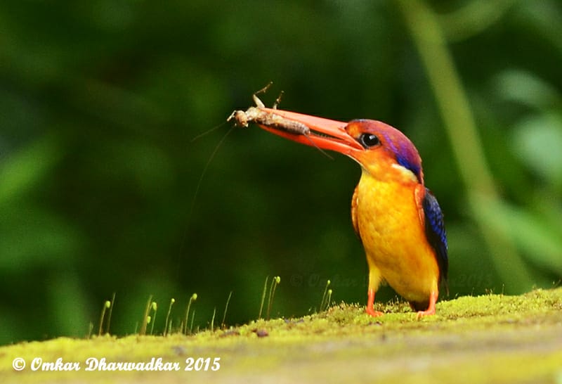 BirdfestivalGoa's tweet photo. Have you spotted any of these birds yet this winter in Goa ? Come  explore at BIRD FESTIVAL OF GOA. https://t.co/b92rvQS4DV #Birdwatching #TourismGoa,#BirdFestival,#Goatourism,#Goaforests, #birdphotography https://t.co/c59Mhdt5Fu