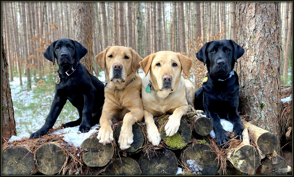 ansel112's tweet photo. These four buddies @GuidingEyes enjoyed a nice end of year hike together . 3 month old pup on program Spencer, retired Guide Dog Kansas, Retired Guide Dog Barton and 8 1/2 month old pup on program Cash. https://t.co/e9Vz1cSUYe