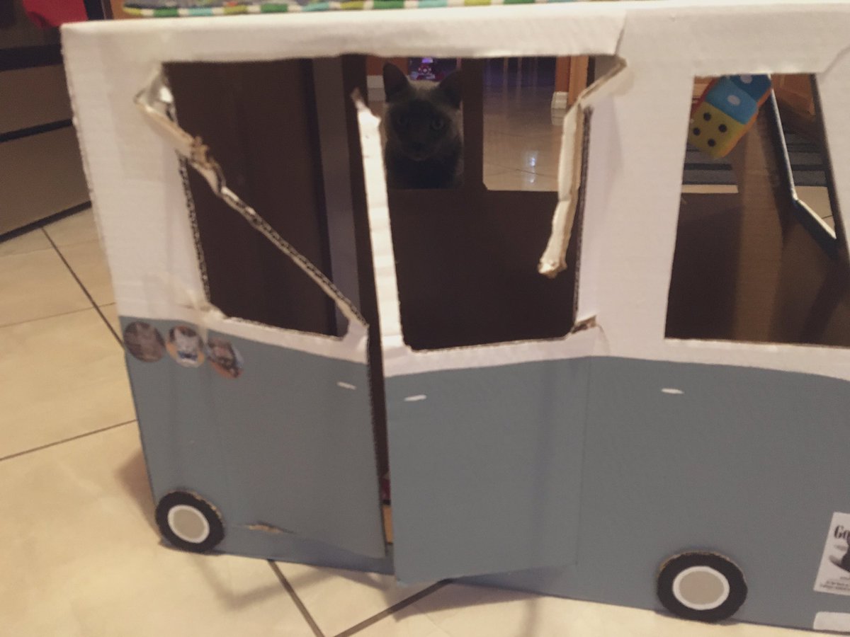 LuckyDaPuppyCat's tweet photo. Charley’s #vwbus body repair is underway (these are ‘before’ pics). Assistants Colby and Dobby are in position and ready to help. Hopefully it comes out drivable 😹 #charleycabservices #funwithboxes #catboxsunday @livingroomlions @StrayLiotta @Mr_Bailey_Cat @mhtsang718 @KhanCats https://t.co/qo7zDGI866