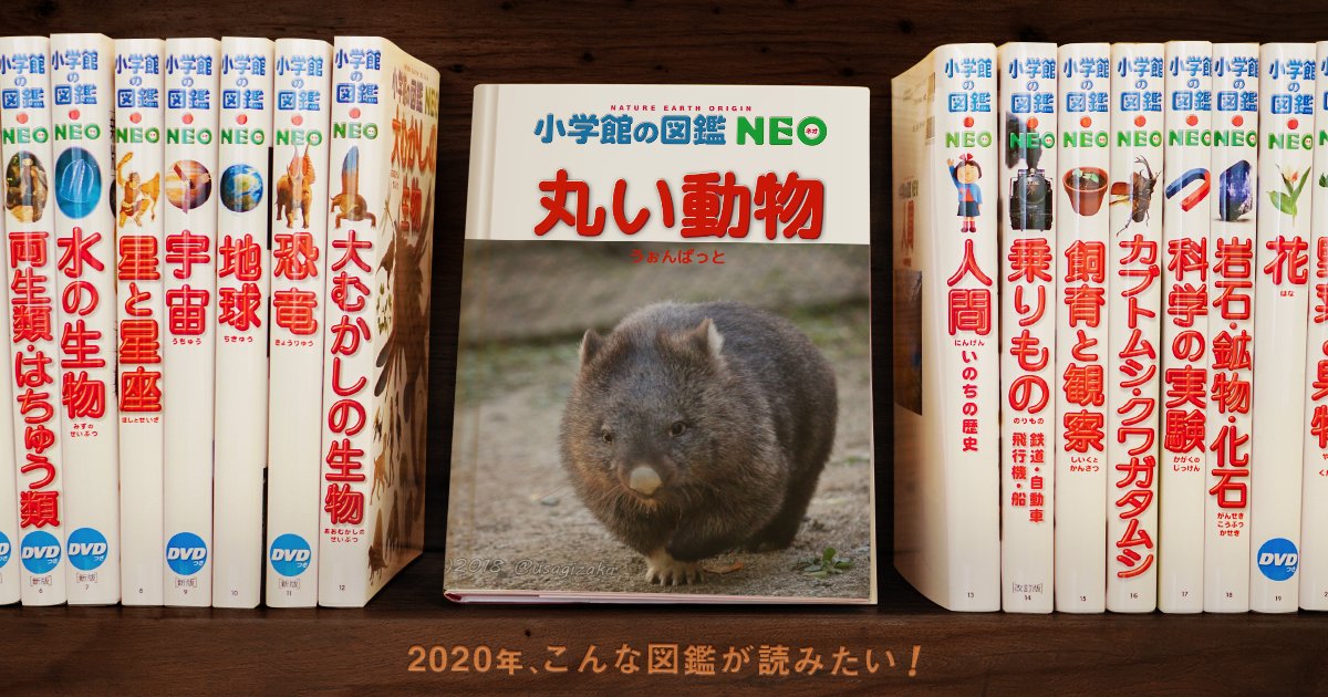 うさを うさぎざか على تويتر 丸い 丸すぎる 丸い動物を徹底解説 T Co Jt6fyrebhx 図鑑neoメーカー ウォンバット