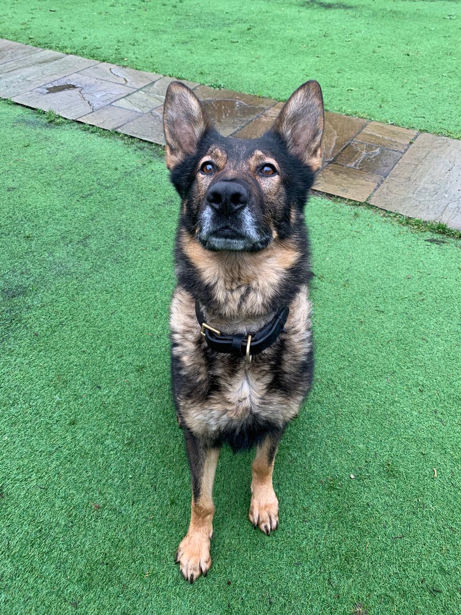 After 6 1/2 years of taking this big hairy fella to work with me today is going to be the last. Pd Turbo will become RPD Turbo tomorrow. An amazing partner🐾