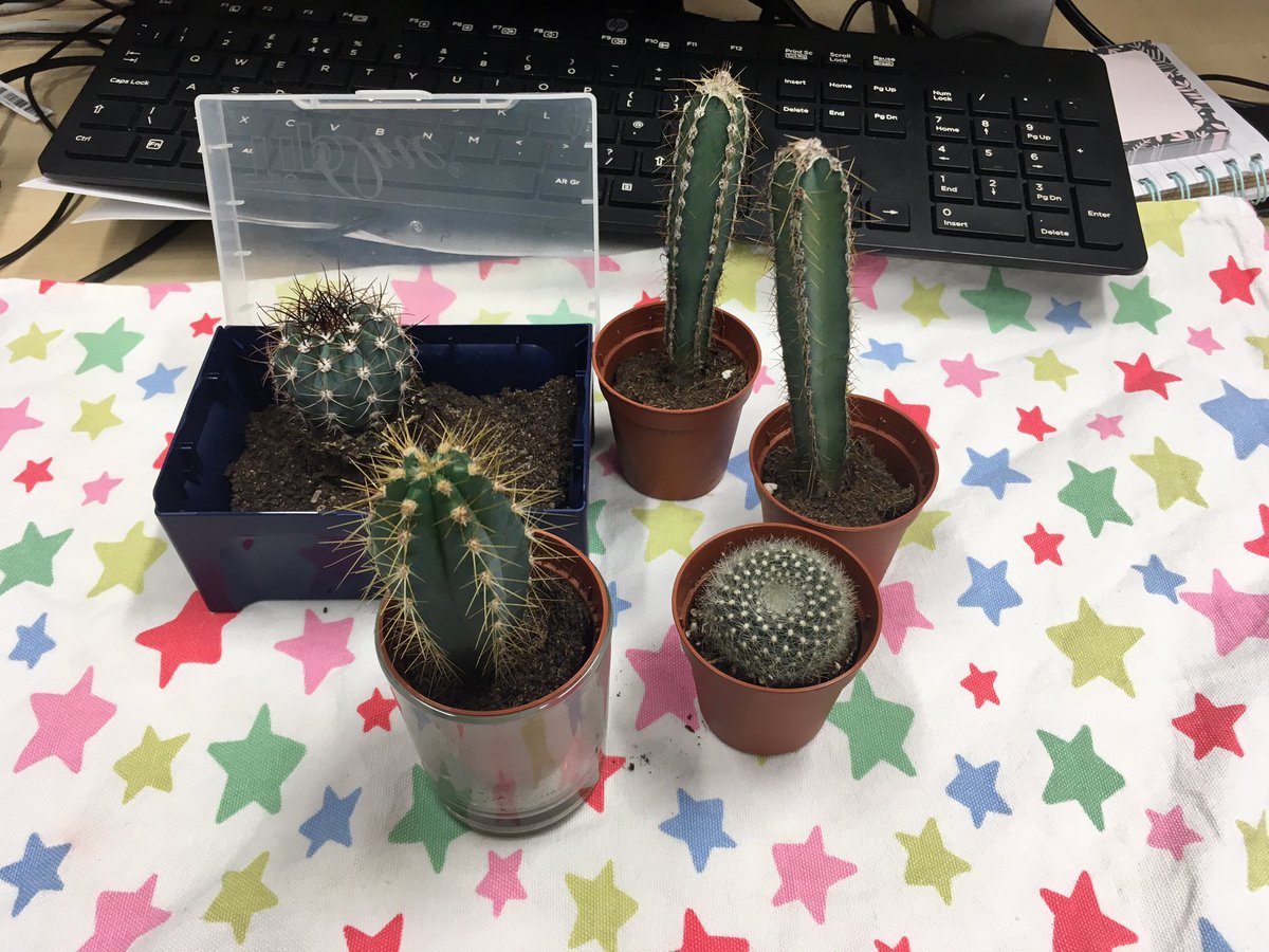 DrStephLing's tweet photo. 1st day back after Xmas. Gathered all the cacti in office. They are ALL called Sharkey. #bitspikythat #tailendersoftheworlduniteandtakeover https://t.co/7QHmwqwiof