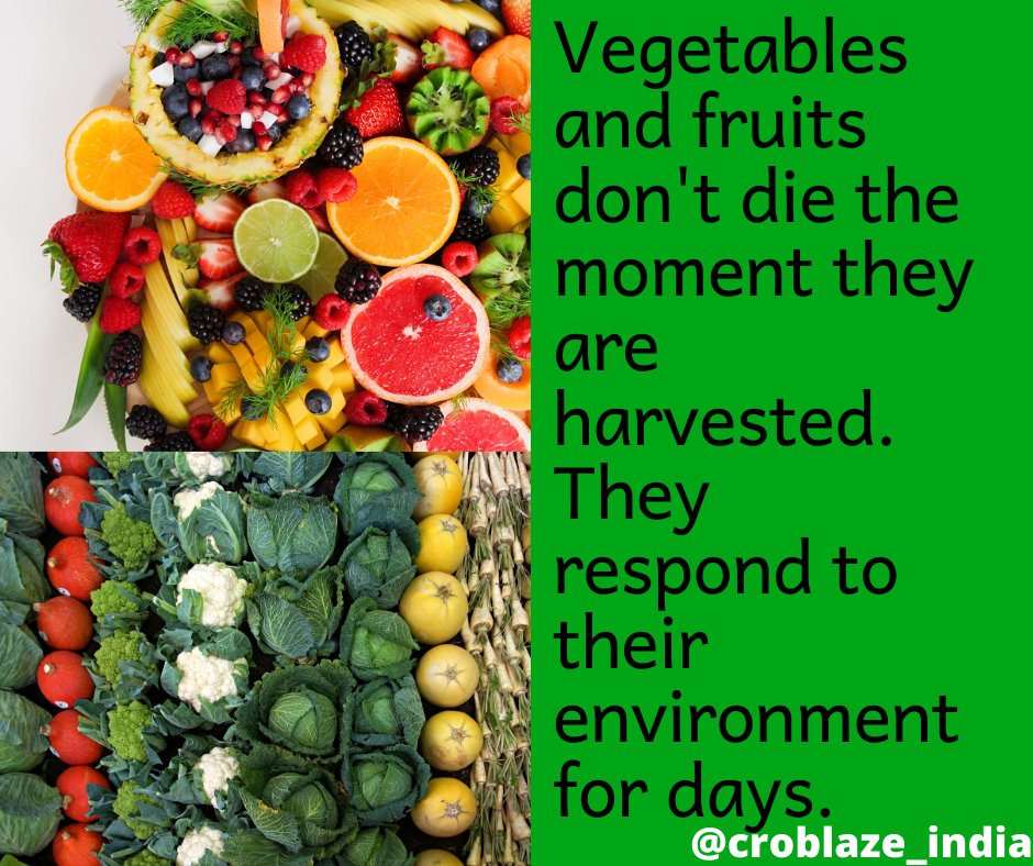 croblaze_india's tweet photo. Vegetables and fruits don't die the moment they are harvested. They respond to their environment for days.
#croblaze #onlinefruits #onlinevegetable #vegetable #fruits #fact https://t.co/vSFfXLT6ed