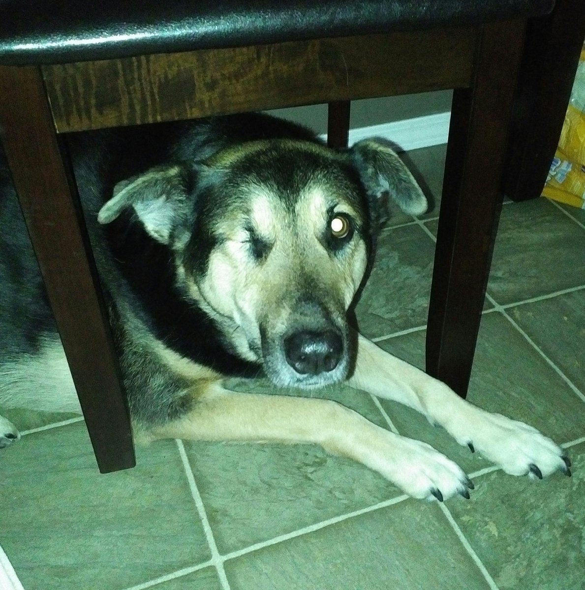 MaggieMayRose1's tweet image. Someones makings da light bangs outsides agin and I&apos;s hiding under da table. Ans chair. Hmm...fink I&apos;ms a bits stuck....😕🐾
#fireworkssuck #ScaredPup #makethemstop #dogs #dogsoftwitter