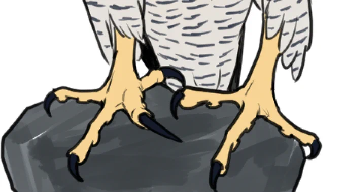 どうしてもタカの方が描き慣れているのでタカっぽい足になってしまって修正。
タカと比較すると、足の指は細く長いのが特徴だと思います。
#ハヤブサ 