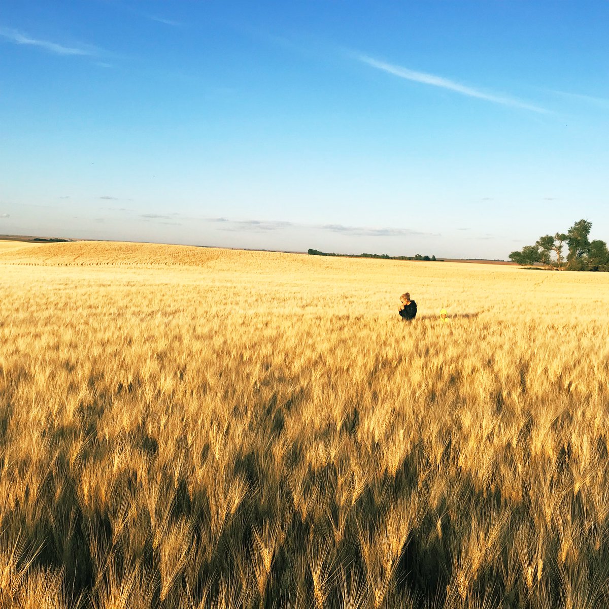 riviereagseeds's tweet photo. If your interested in a new Durum Variety we can setup a farm visit to chat about the best fit for your farm. Give us a call or DM us. 306-869-7629 #cdcprecision #cdcalloy #aacsucceed https://t.co/uhb3OnQEO0