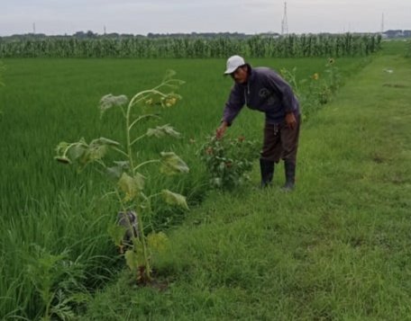 dispertan's tweet photo. #KakMin melaporkan kondisi tanaman padi kegiatan Dem Area Budidaya Tanaman Sehat 2019 di Poktan Ngudi Makmur IV, Ds Ngembak Kec Purwodadi.
Luas areal tanam 25 ha, umur tanaman 30 hst.

Pengendalian hama dengan cara menanam refugia di sekeliling tanaman utama.
#GroboganHebat https://t.co/TnQXwwE70l