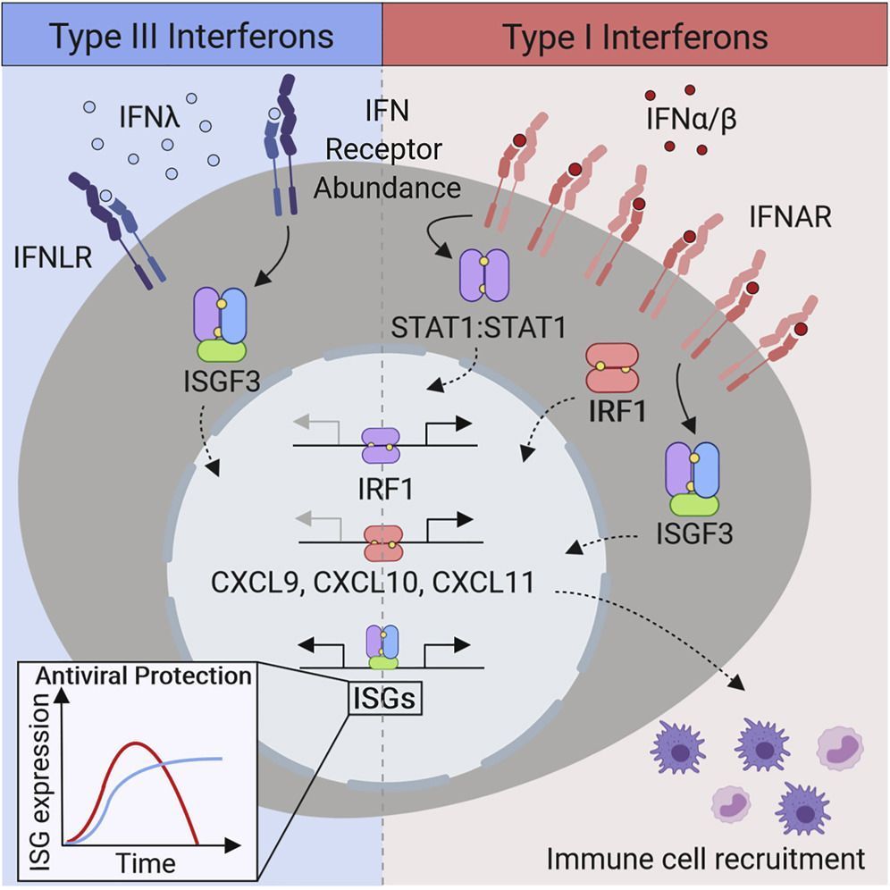 mmw_lmw's tweet photo. Distinct #ImmuneResponses Elicited by Type I and III #Interferons | through differential activation of #IRF1 | Ram Savan @UW @ImmunityCP https://t.co/XqsrhW00Re | #2019_Aug_ReCap https://t.co/DrNPM7BhYI