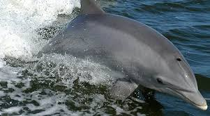 veterinary.peersalleyconferences.com
Antibiotic resistance surges in dolphins, mirroring humans #VeterinaryEpidemiology #CamelScience #Animalwelfare #VeterinaryToxicology #VeterinarySurgery #VeterinaryRadiology #VeterinaryMicrobiology #Veterinary #VeterinaryMedicine #VeterinaryResearch