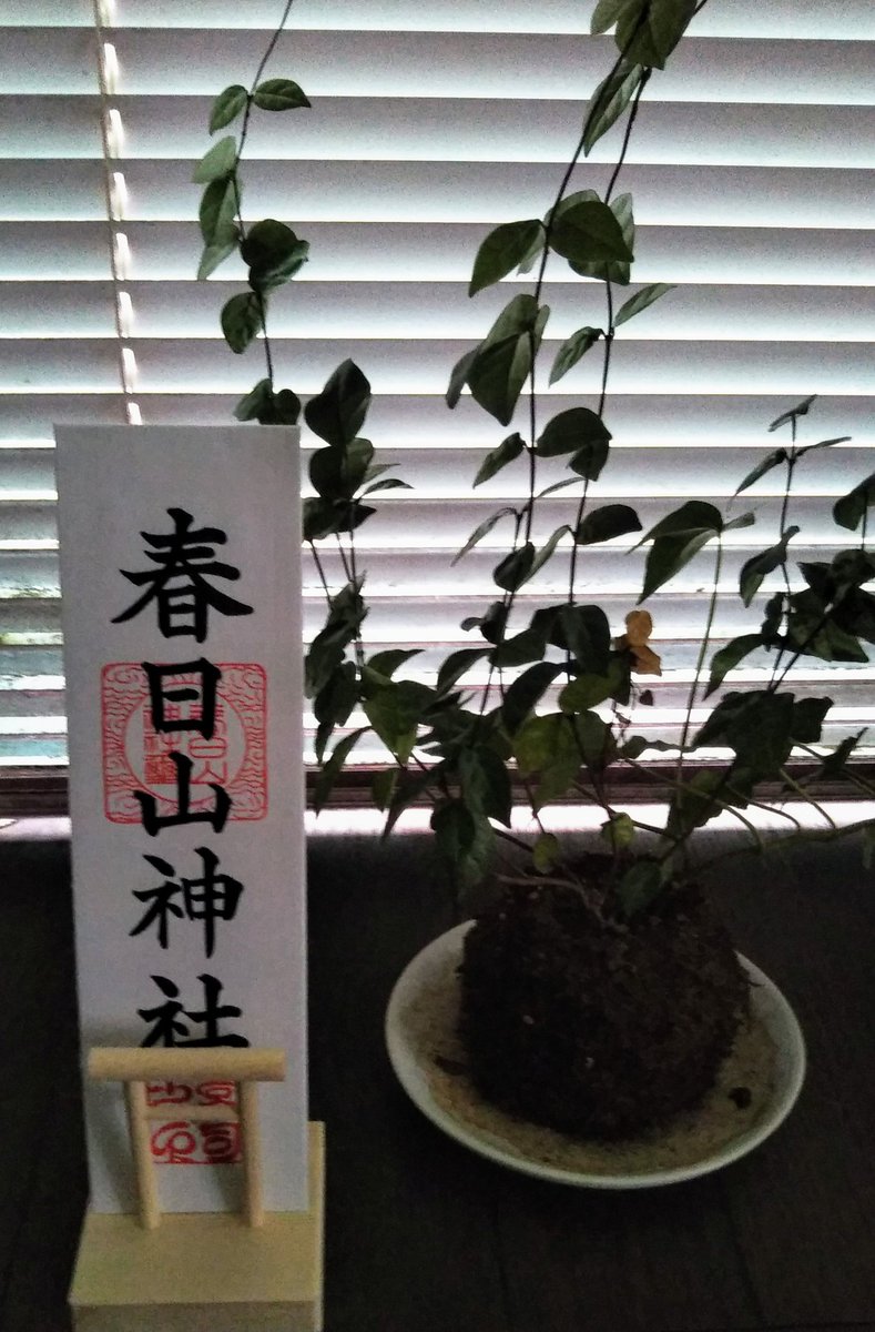 あおのよしこ 筆文字 V Twitter 可愛い神棚 初詣 御札