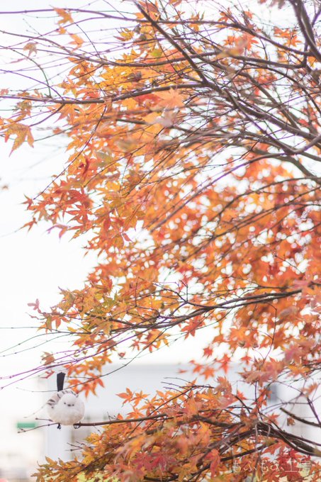 シマエナガのtwitterイラスト検索結果