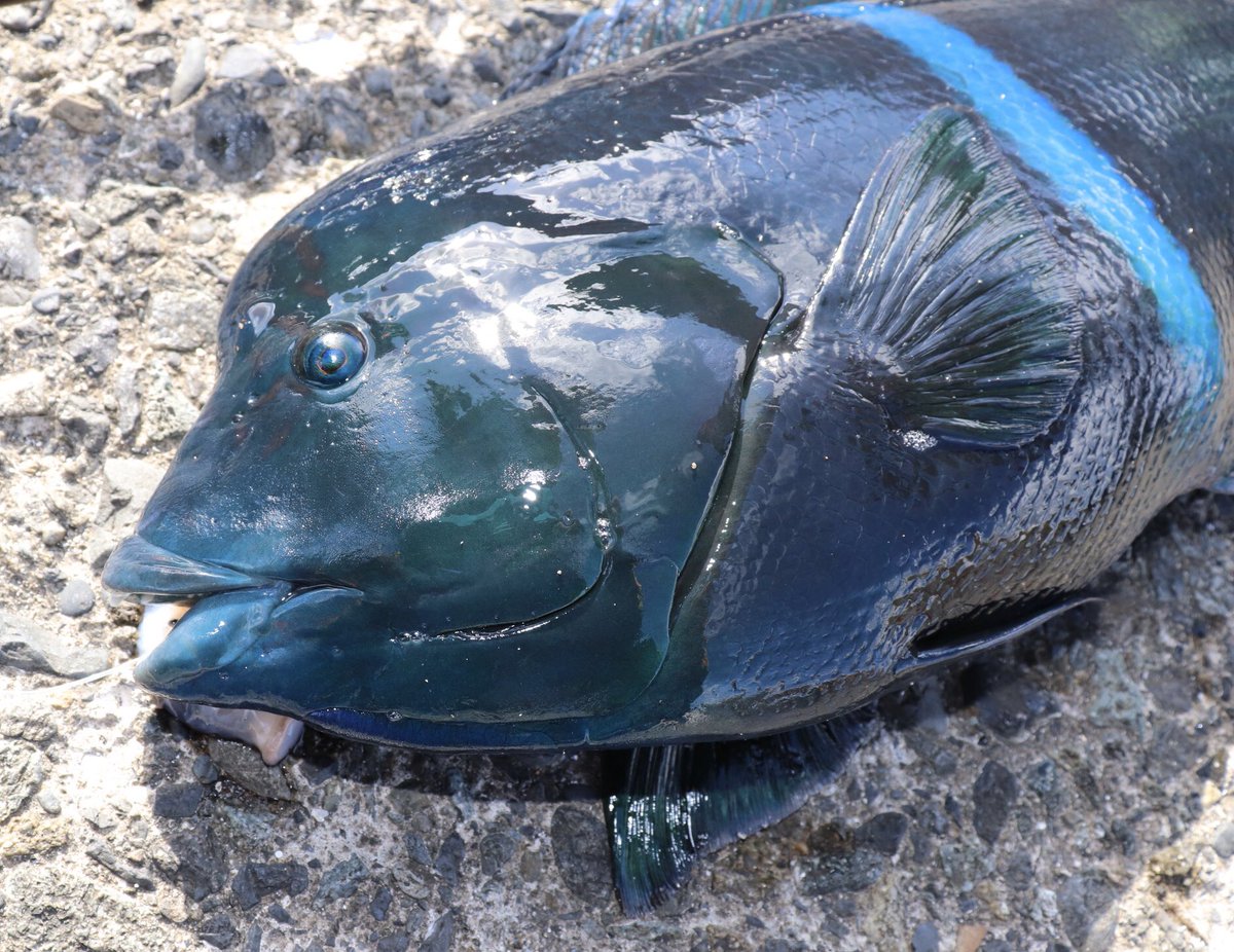ヌマぐるま まつともさんと合流 八丈コブダイ カンムリベラ 頂いた マジでかっこいい しかも引きがなかなかエグい まじで楽しい 帽子と色が合いました Tulalajp Bombada Minuano64