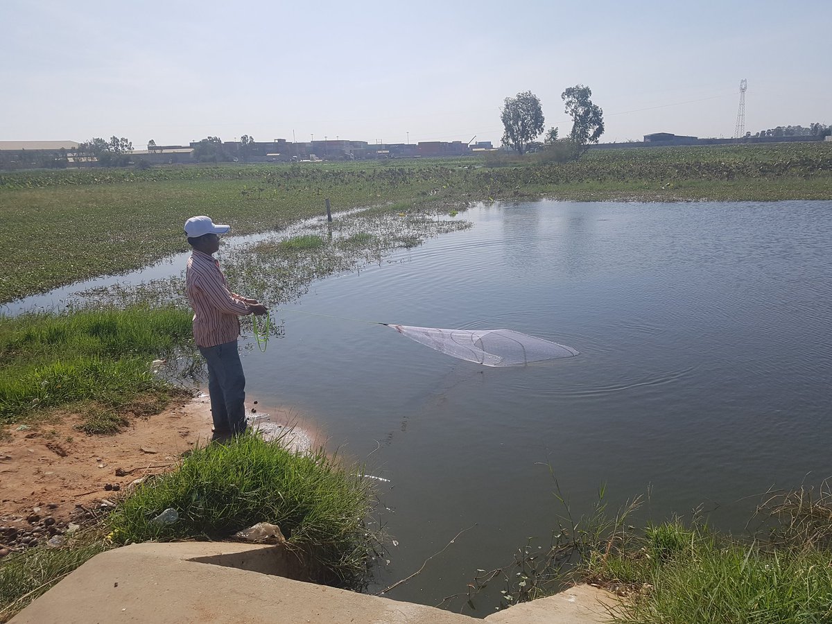 MechDara1's tweet photo. His wife works at factory and she stays at home, he come here to catch Mr fish. he said soon this small pond will be gone because #ChipMong started to fill it https://t.co/rEM8VgDWQZ