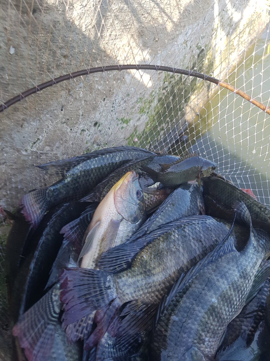 MechDara1's tweet photo. His wife works at factory and she stays at home, he come here to catch Mr fish. he said soon this small pond will be gone because #ChipMong started to fill it https://t.co/rEM8VgDWQZ
