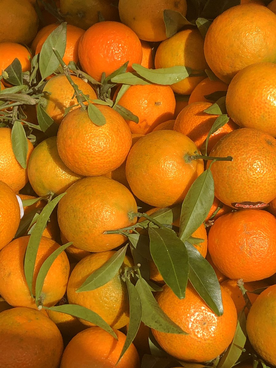 RenateKleine's tweet photo. Guten Morgen 💕☕️ wünsche allen einen schönen Tag 
⭐️ Gesundheit ist die erste Pflicht im Leben.⭐️
                               Oscar Wilde 
Duo von Vitaminen   🍊🍊🍊 https://t.co/iiuWlMEpTe