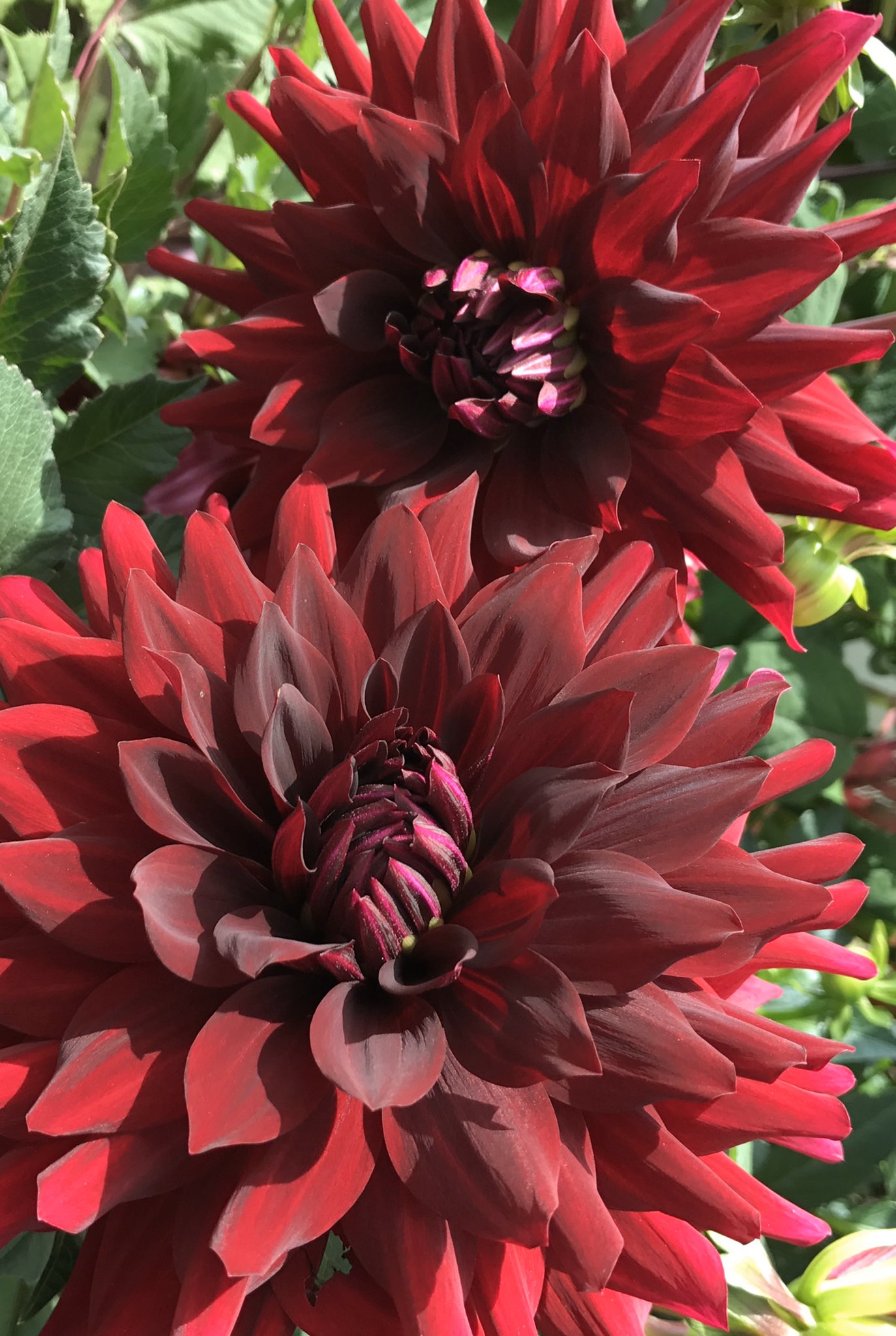 花ひばち 優しい繋がりに感謝 No Twitter こんばんはー ノ゚ お仕事ご苦労さま 黒蝶ダリア 黒蝶ダリヤは ワインレッドの大輪の豪華なダリヤです 生け花や花束のアレンジに欠かせないお花です 又 ガーデニングにも最適なお花です 花の写真 花ひばち 優しい繋がりに感謝 No Twitter こんばんはー ノ゚ お仕事ご苦労さま 黒蝶ダリア 黒蝶ダリヤは ワインレッドの大輪の豪華なダリヤです 生け花や花束のアレンジに欠かせないお花です 又 ガーデニングにも最適なお花です 花の写真