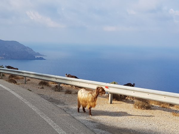 SG Crete Holidays tweet media