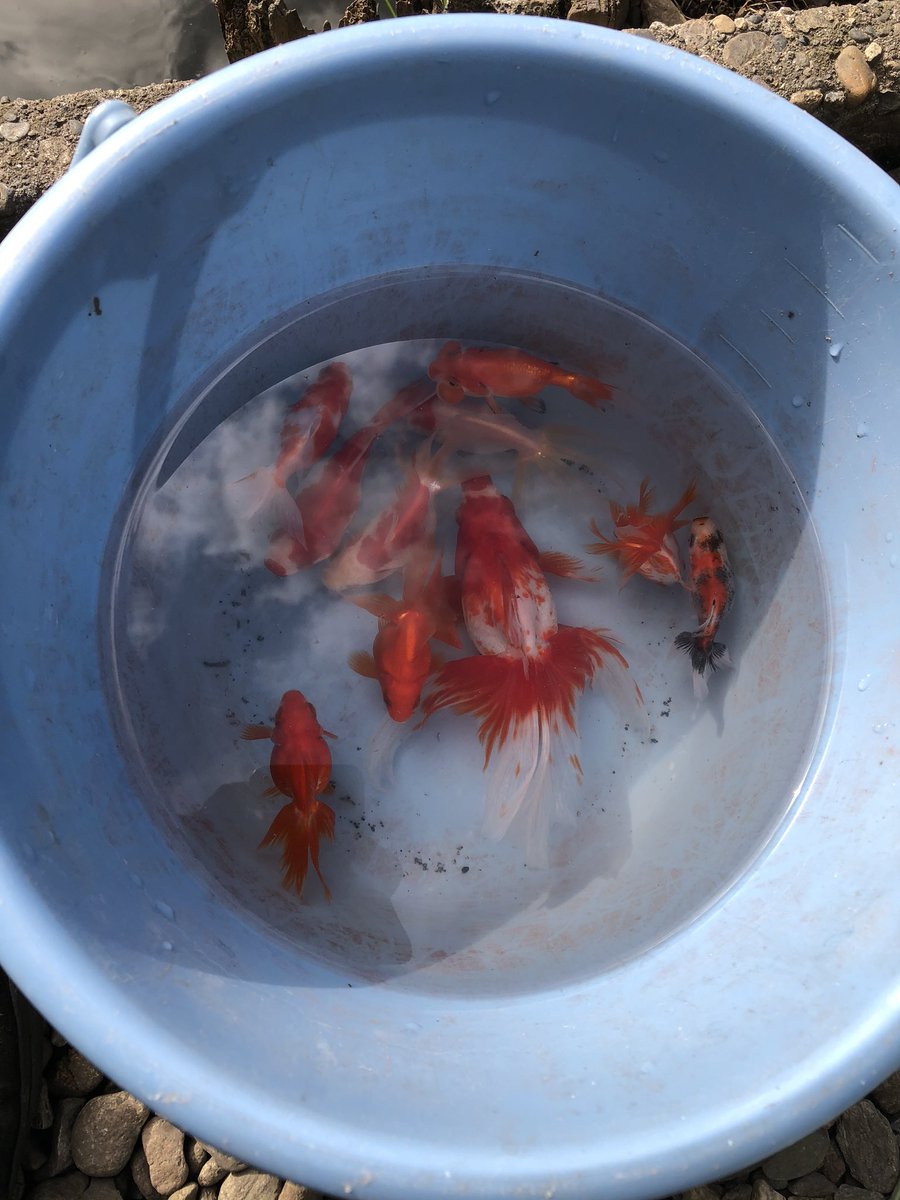 三次の魚釣り 初釣りは東京は阿佐ヶ谷 寿々木園 色んな金魚が釣れる釣り堀 高級金魚 金魚釣り堀 駅近 600円 子供連れ 家族 おもしろい 三次の魚釣り 初釣りは東京は阿佐ヶ谷 寿々木園 色んな金魚が釣れる釣り堀 高級金魚 金魚釣り堀 駅近 600円 子供連れ 家族 おもしろい