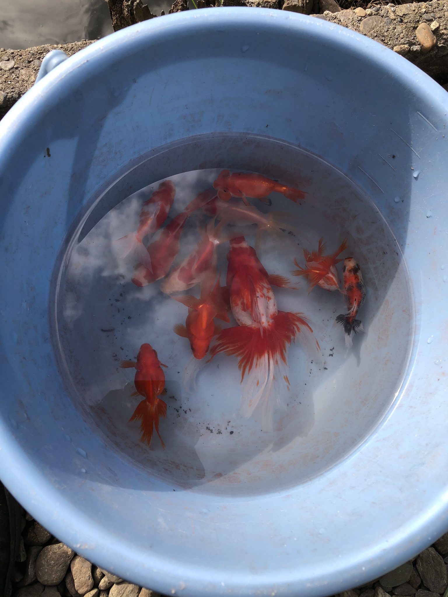 三次の魚釣り 初釣りは東京は阿佐ヶ谷 寿々木園 色んな金魚が釣れる釣り堀 高級金魚 金魚釣り堀 駅近 600円 子供連れ 家族 おもしろい 三次の魚釣り 初釣りは東京は阿佐ヶ谷 寿々木園 色んな金魚が釣れる釣り堀 高級金魚 金魚釣り堀 駅近 600円 子供連れ 家族 おもしろい