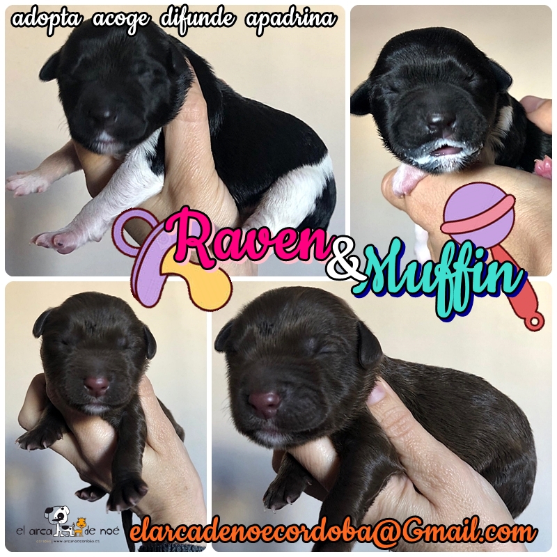 RAVEN Y MUFFIN van a ser unos perritos preciosos y creemos que de tamaño mediano, ya que parecen cruce de bretón. Nacieron seguramente hace muy poquitos días y ya han sido desechados como si fueran basura.
·+INFO:
arcanoecordoba.es/animal/10000 (Raven)
arcanoecordoba.es/animal/10001 (Muffin)