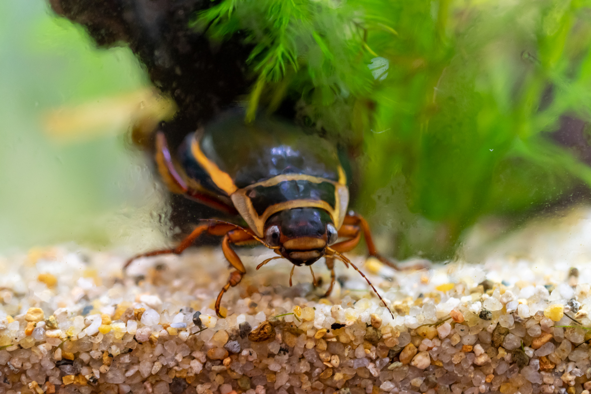 ぽんさく Pa Twitter ラティシムスで虫初め 水槽が結露してて写真はこんなんですが しっかり実物を見てきました でかい T Co G9jh1chk3p Twitter ぽんさく Pa Twitter ラティシムスで虫初め 水槽が結露してて写真はこんなんですが しっかり実物を見てきました でかい T Co G9jh1chk3p Twitter