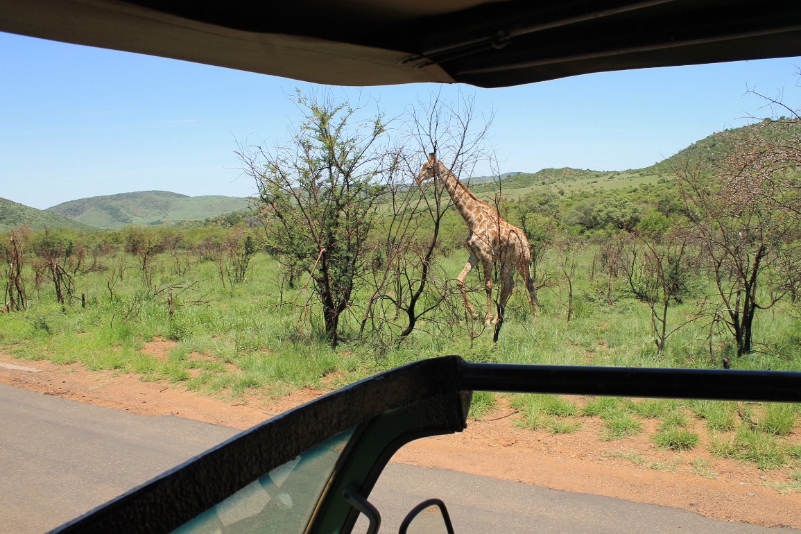 Frenchtouropera's tweet photo. Have you ever experienced #NightSafari 4x4 Game Drive where the end of your #GameDrive is reunited with other traveler around the #BomaFire. For booking, kindly contact us at Info@mountziontours.co.za or call us on 0114921740 @PilanesbergNP #PilanesbergNationalPark #SouthAfrica https://t.co/yR2M1j3R0R