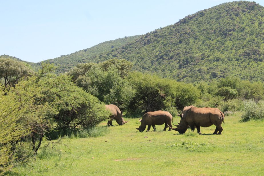 Frenchtouropera's tweet photo. Have you ever experienced #NightSafari 4x4 Game Drive where the end of your #GameDrive is reunited with other traveler around the #BomaFire. For booking, kindly contact us at Info@mountziontours.co.za or call us on 0114921740 @PilanesbergNP #PilanesbergNationalPark #SouthAfrica https://t.co/yR2M1j3R0R