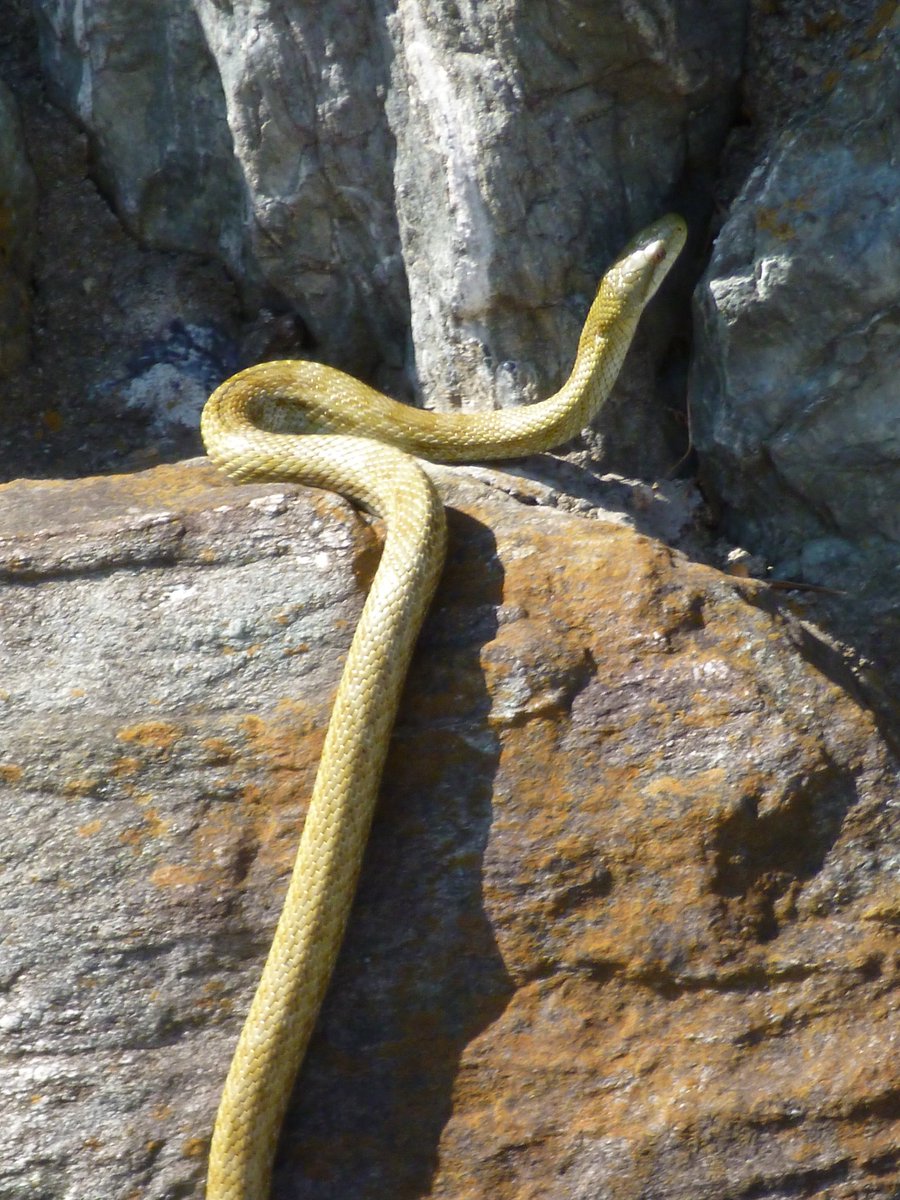 金色の蛇 Twitter Search Twitter