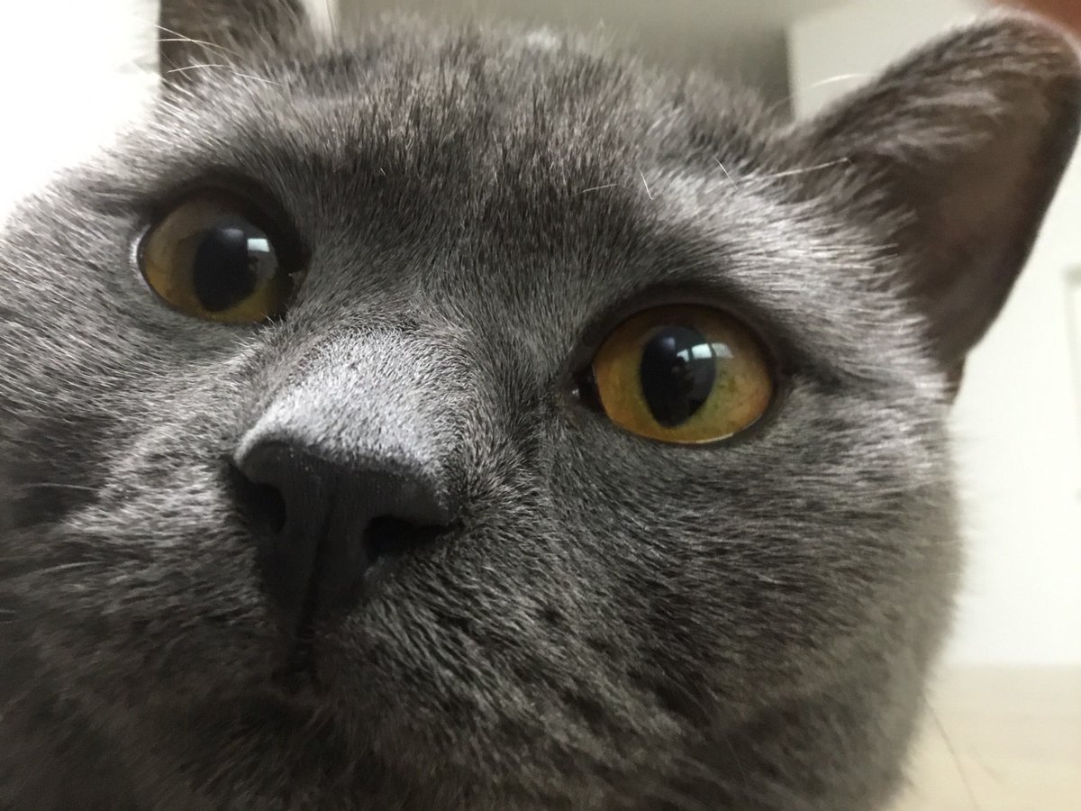 せまる猫 