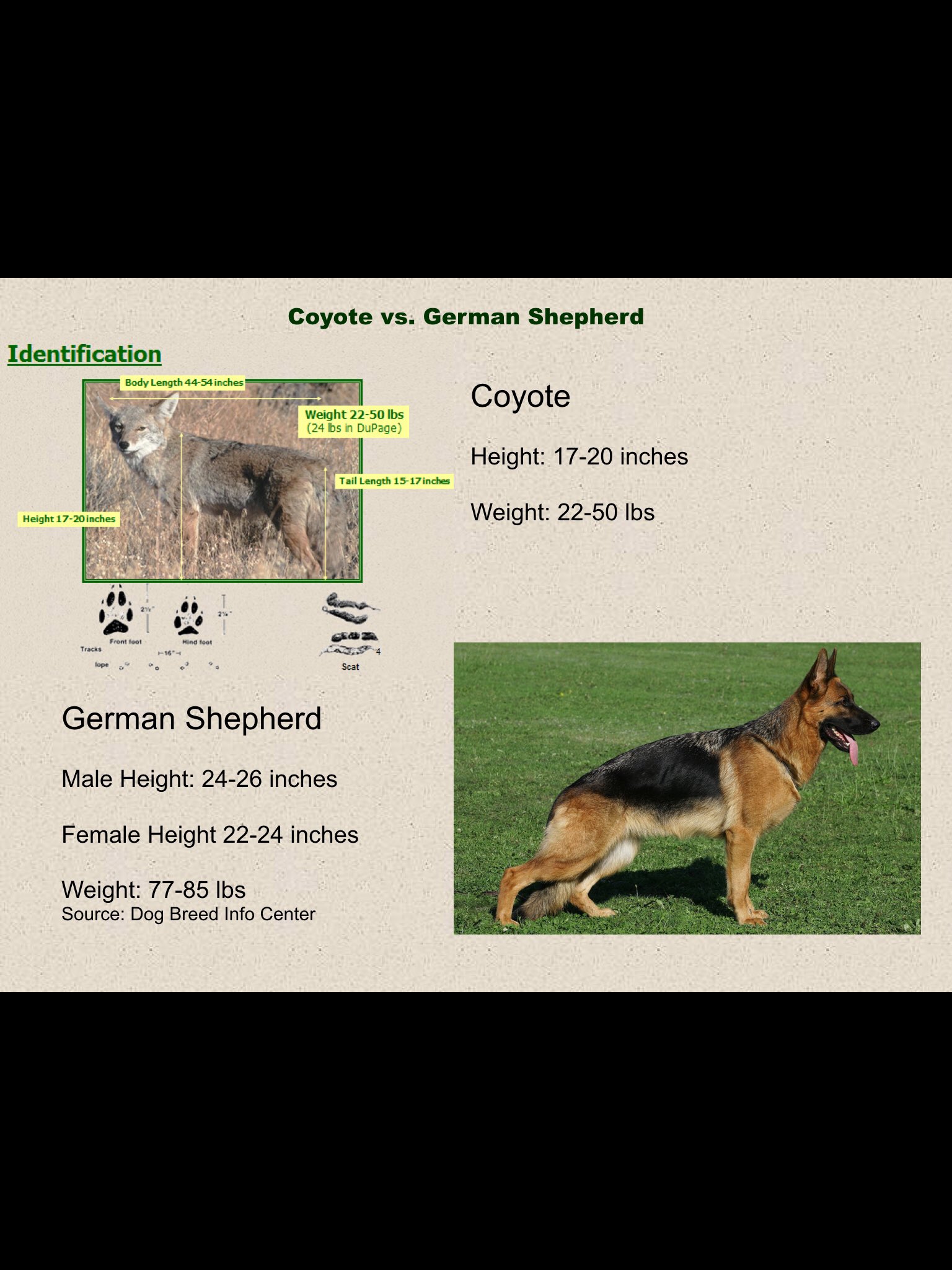 are coyotes related to german shepherds