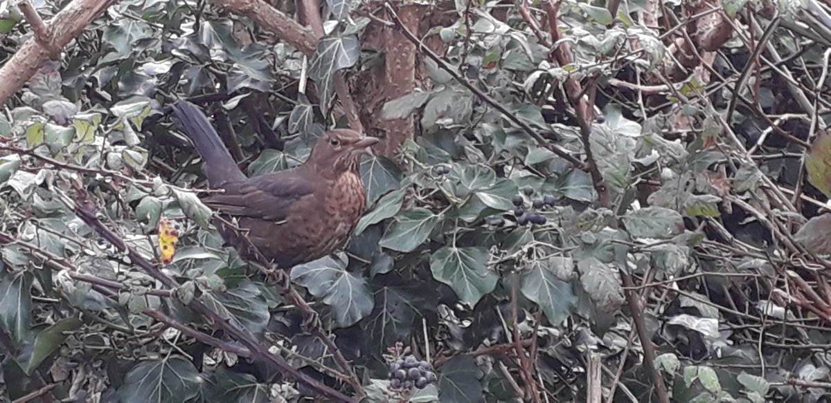 Bull_of_the_Bog's tweet photo. Remarkably confiding #Blackbird outside the office today, a nice welcome back to work and all the opportunities 2020 holds. (Taken with camera on phone) #2of366 #backtowork @Natures_Voice https://t.co/MlsJh0RB4z