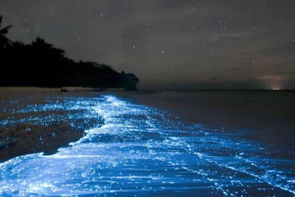 BlueroofPR's tweet photo. 🇵🇷🙌 Bahía Mosquito de Vieques es elegida entre las 7 maravillas del mundo para el 2020. https://t.co/886zBhjj6u
@cntraveller #PuertoRico #Vieques #BahiaMosquito #MosquitoBay #BioBay #BioluminescentBay #Travel #7Wonders #7WondersOfTheWorld2020 #WondersOfTheWorld https://t.co/9mOebEQX9e