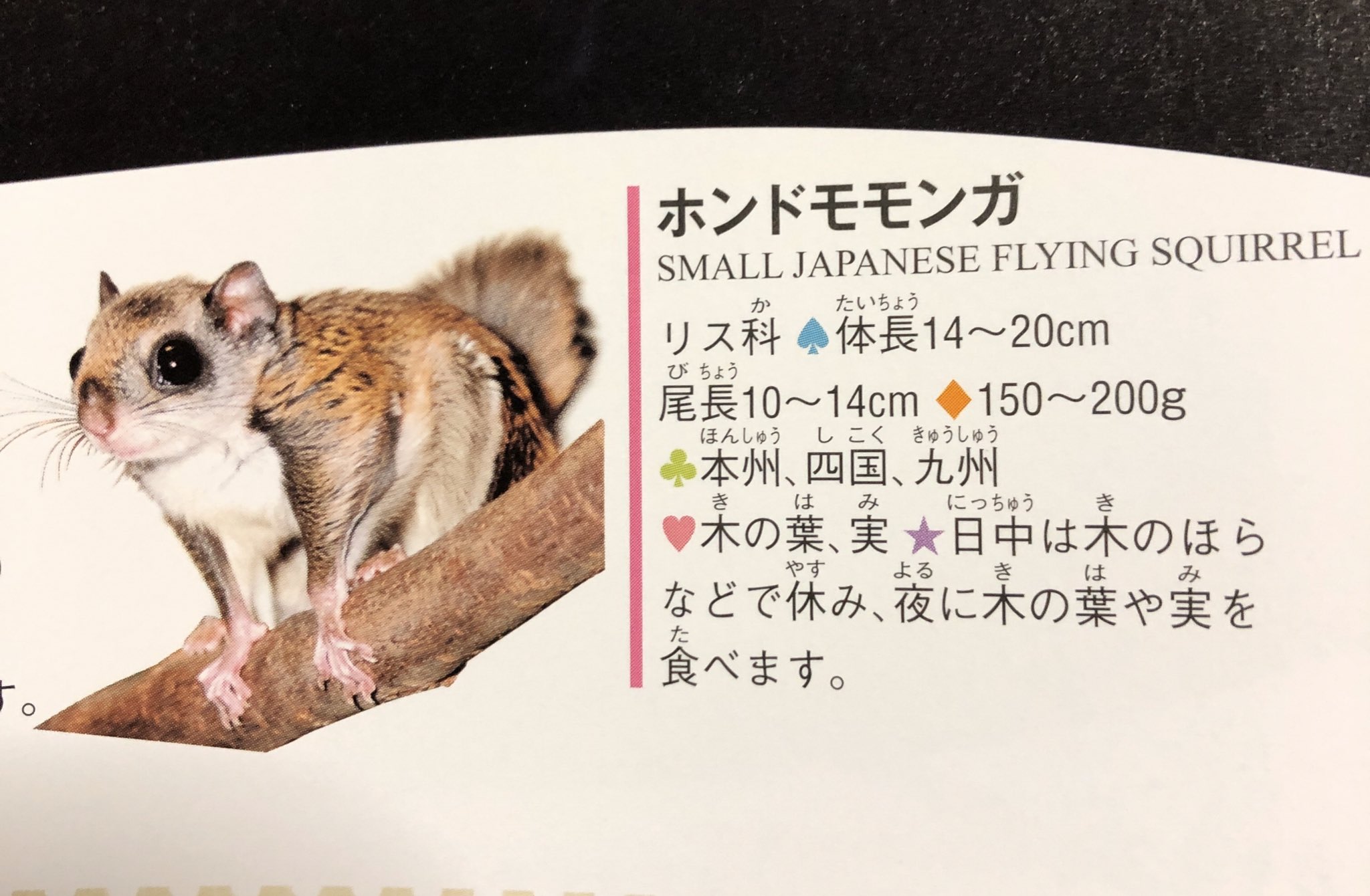 ぬまがさワタリ On Twitter ところで 新年イラストにも描いたように モモンガはネズミ目リス科なので広義のネズミの仲間 であり 今年の年賀状の主役にしても良いのだが 同じモモンガでもフクロモモンガはカンガルー目フクロモモンガ科でまったく違う仲間なので年賀状