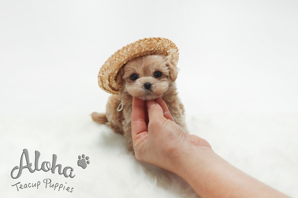 teacup maltipoo