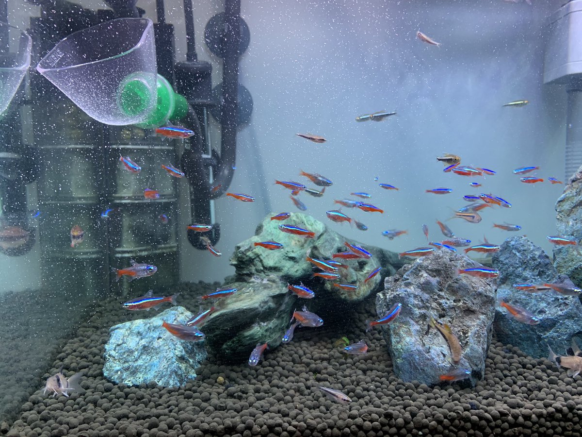 グリーンfリキッド