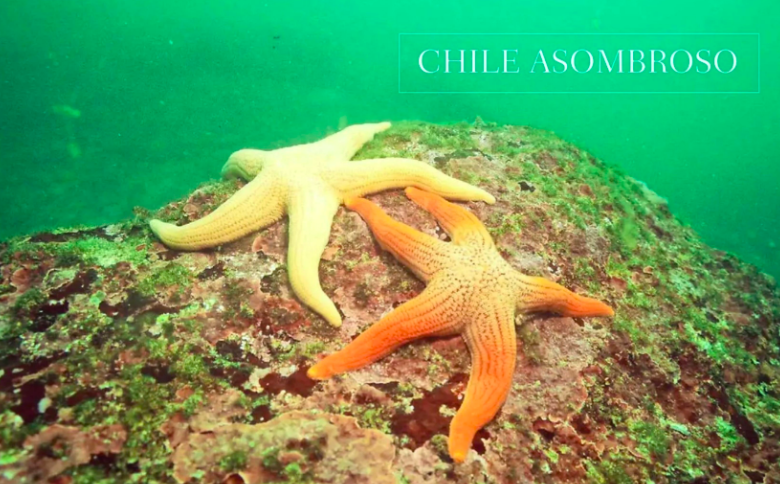 ucatolica's tweet photo. Las estrellas también descansan en el cielo marino.
Linda, linda foto. ¿El autor? 🤿 El biólogo y buzo de la Estación Costera de Investigaciones Marinas UC (#EcimUC), Nicolás Acuña.
Síguelo y aprende más sobre esta especie en instagram: https://t.co/iyg71AbYs2 https://t.co/Bv66d8zwDs