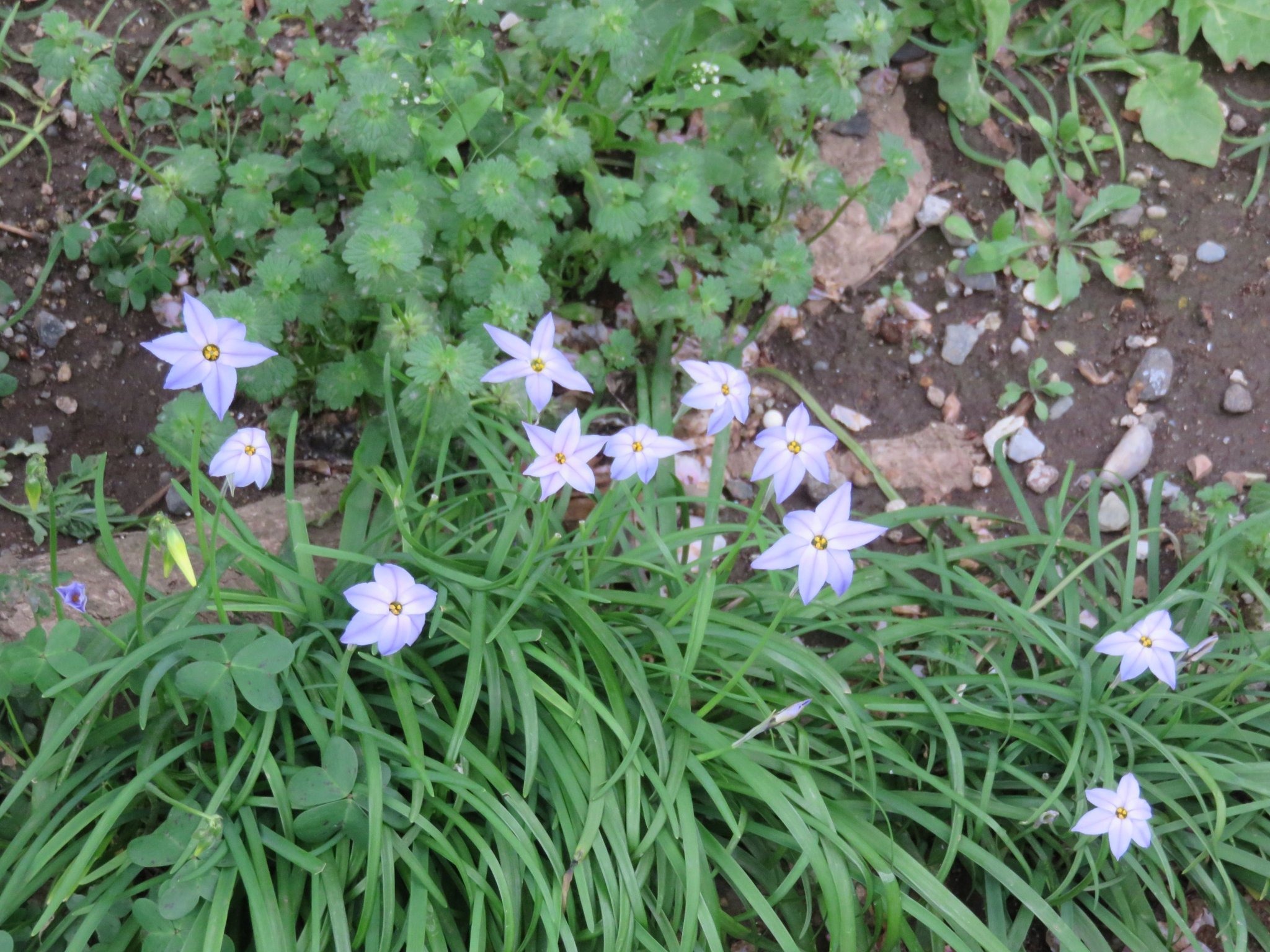 今いねぇ やけに植物に詳しい悟空 ちなみに ニラにすげぇ似てて匂いもあって でも毒がある らしい ハナニラってやつもあっからな 生えてんのを採るなら お花をちゃんと確認したやつ以外採らねぇようにな T Co Kqubjdyrjg Twitter