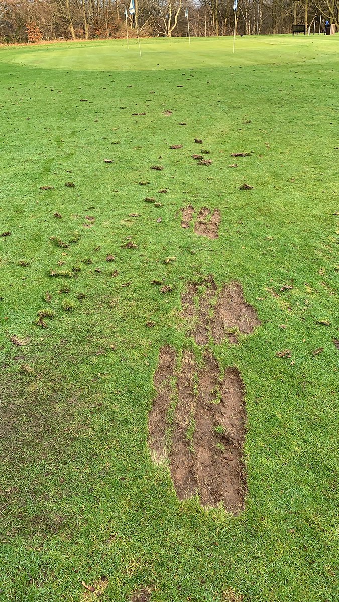 DunhamForestGolfPro tweet media