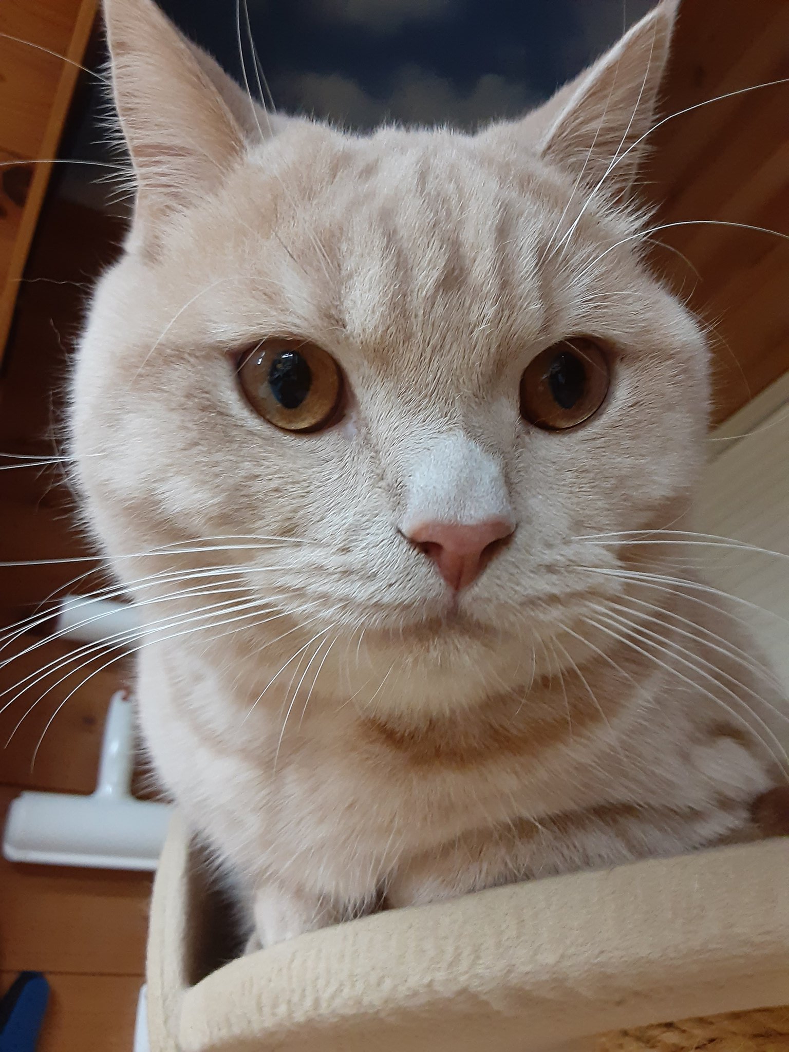 猫カフェちぐら Catcafe Chigura Twitter
