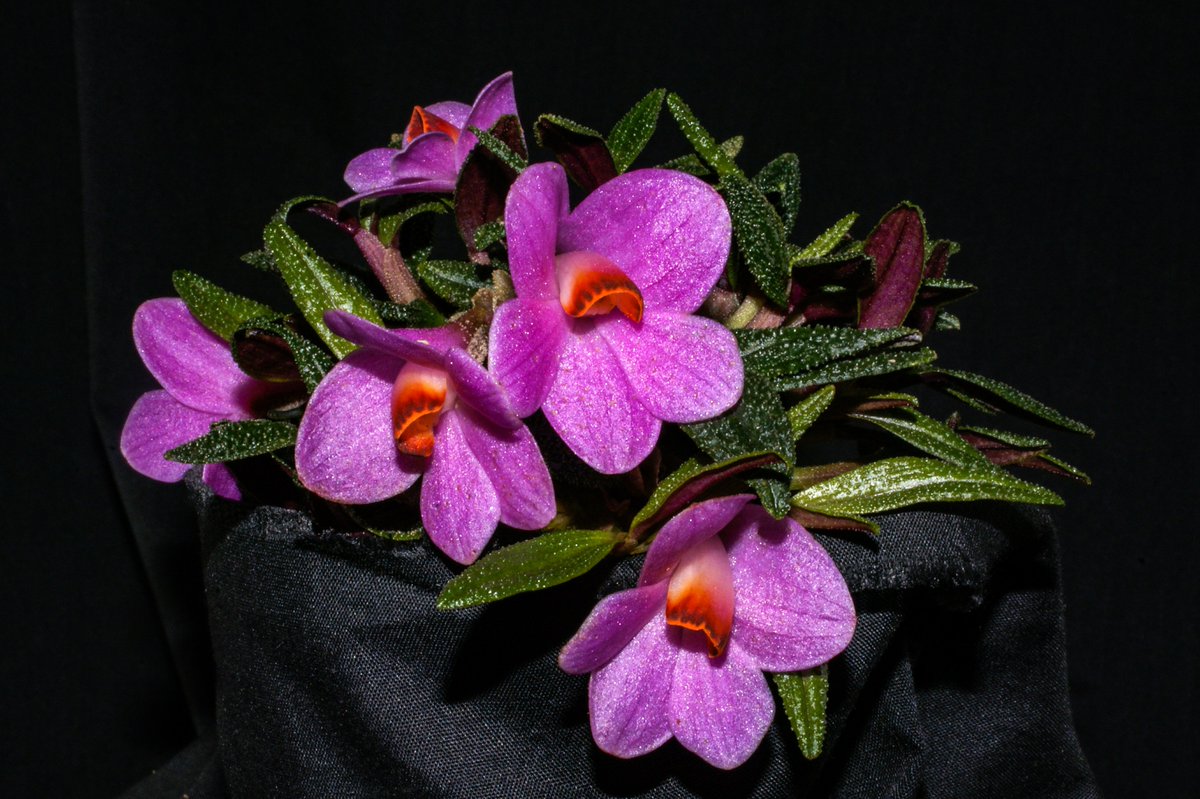 orchidcommittee tweet picture