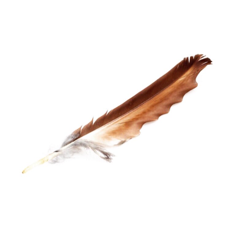 hannahvelten's tweet image. I’m gonna make like an 🦅 this year and GLIDE - this means no struggling, not fighting, but watching out for opportunities and guidance, and allowing and flowing with what appears. Actions based on instincts. #wordfor2020 #lessonsfromnature