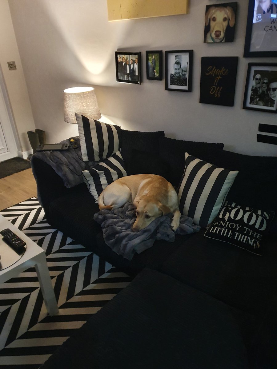thomascorsi's tweet photo. Left him alone to go and get showered, I come back and hes on the sofa (the no sofa rule is going extreamly well haha)#rufus #dogtraining #norules https://t.co/c9T3NCUw2H