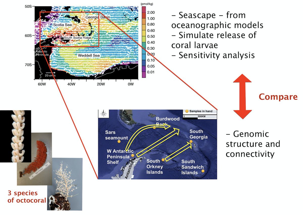 7th Jan - last day to apply to a #PhD #studentship on #deepsea #Antarctic #coral #genomics #connectivity modelling with me @OliverTHogg @DeepSeaBex @BAS_News @CefasGovUK Results will inform policy and wider deep sea protections...pretty cool...literally😆 aries-dtp.ac.uk/studentships/t…