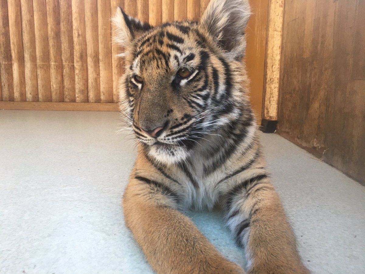 Zooライダー 赤ちゃんハウスには7月25日生まれの子がいました 双子ちゃんが1頭ずつ交代で出てる模様 ベンガルトラ しろとり動物園 Zooライダー 赤ちゃんハウスには7月25日生まれの子がいました 双子ちゃんが1頭ずつ交代で出てる模様 ベンガルトラ しろとり動物園
