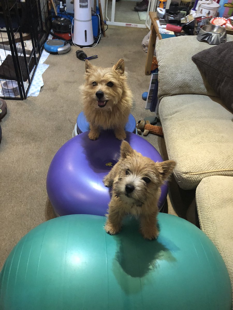 cassntay's tweet photo. @MAVERICKBULLDOG @ThePawPostUk @FrankandJellys @RoryTheVet Weβre taking part!! Dog fitness, canine enrichment, improving dogs lifestyles for better health is all a huge passion for me and Iβm looking forward to helping Sarah on the #getpetsfit project! #dogfitness #wagandtone #fitdog #dogbraintraining https://t.co/TY3kQsm1aw
