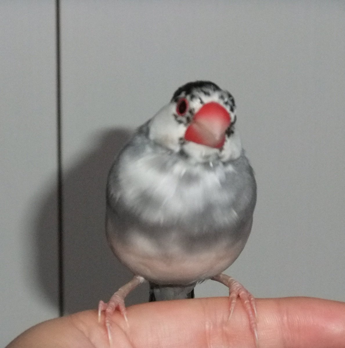 chircha's tweet photo. 2018年7月に聖ちゃんは虹の橋へ行ってしまいました。
9歳9ヶ月でした。
もう1年半も経つのに、聖ちゃんが居ない寂しさで涙が止まらないことがあります。
ですが　昨年の3月にご縁があって　新たな桜文鳥を迎えました。
このコも大切にお世話していきます。 https://t.co/hlGEoZMFO9