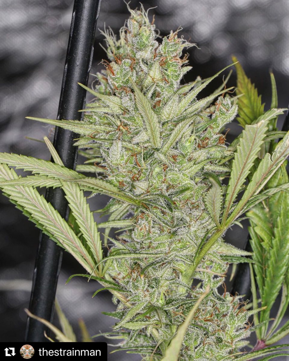 RareDankness's tweet photo. #Repost @thestrainman with @make_repost
・・・
Pheno 1 and 2 of purely #organic #ghosttrainhaze on day 75 in #livingsoil. #naturephotography #love #friendsandfamily #only #colorado  🦨🦨 #ghosttrainhaze #ghostrainhaze1 #gth1 🦨 Lookong Amazing! #wheredoyouskunk #raredankness https://t.co/8lpMV05yQl