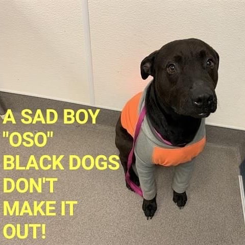 MoishesMom's tweet photo. 🆘️🚨👇🏻Oso is just 2 & loves his jammies 🥰♥️ He’s a laid back #pocketPibble boy 😘 He’s declining into depression 😖#Hesperia #CA will 💉him if no1 comes 😖😭🆘🚨👇🏻💉
Visit him at #HESPERIA #ANIMAL #SHELTER #HESPERIA #CA 🙏 His ID:
#A045895
Call (760)-947-1700 #DeathRowPupCA https://t.co/3HxWCKYBxC