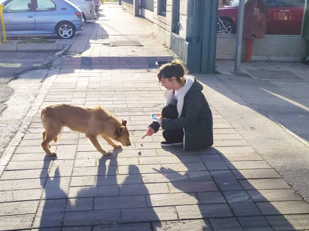 Esta perrita ha estado semanas abandonada por Venta de Baños. Una de las personas que intentaba su rescate no la ve desde el 23 de diciembre. Alguien tiene datos sobre su paradero?